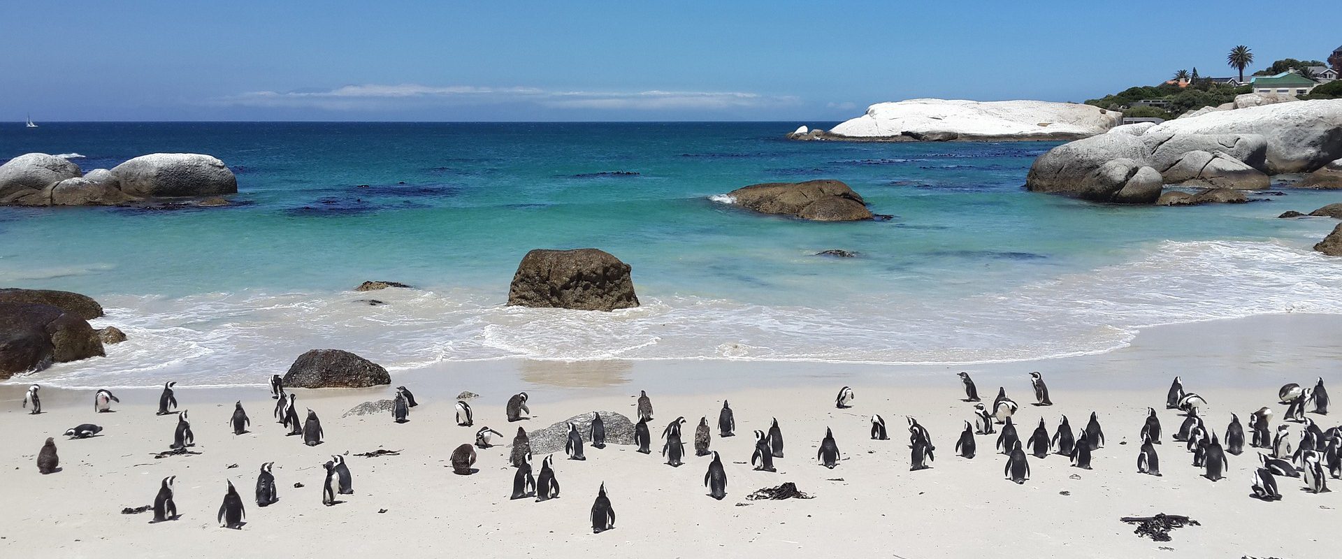 A picture of penguins on at Boulders in Simon's Town