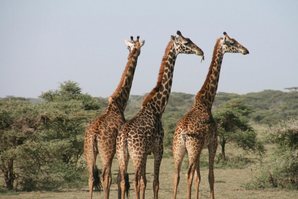 A picture of giraffes