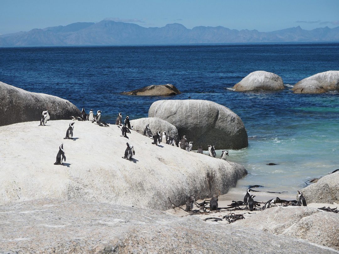 Simon's Town Penguins