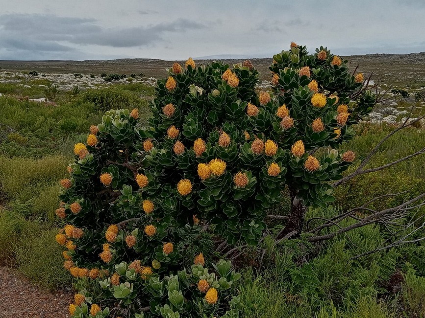 A picture of Protea flowers near Cape Town